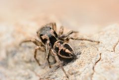 Adult male Habronattus borealis dorsal by Salticidude. Used under a CC BY-SA 4.0 license.