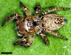 Edwards Habronattus brunneus 02 by Photographed by G. B. Edwards. Used under a CC BY 3.0 license.