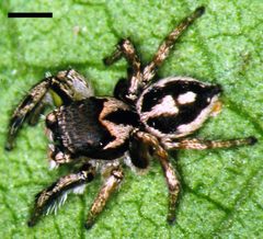 Edwards Habronattus calcaratus 01 by Photographed by G. B. Edwards. Used under a CC BY 3.0 license.