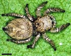 Edwards Habronattus calcaratus 02 by Photographed by G. B. Edwards. Used under a CC BY 3.0 license.