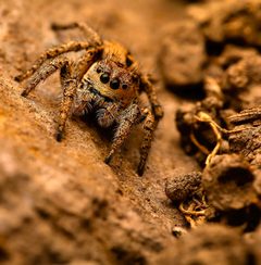 Sandy Jumping Spider II by Raliugar. Used under a CC BY-SA 4.0 license.