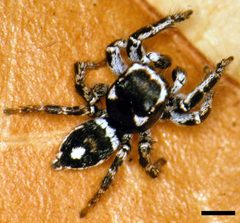 Edwards Habronattus carolinensis 01 by Photographed by G. B. Edwards. Used under a CC BY 3.0 license.