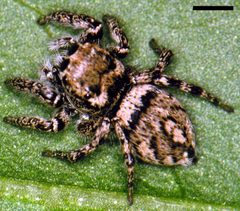 Edwards Habronattus carolinensis 02 by Photographed by G. B. Edwards. Used under a CC BY 3.0 license.