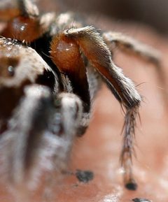 Habronattus clypeatus 192060944 by Tobi (he/him). Used under a CC BY 4.0 license.