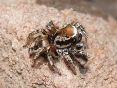 Habronattus clypeatus 193136054 by Tobi (he/him). Used under a CC BY 4.0 license.