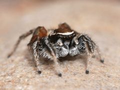 Habronattus clypeatus 193136973 by Tobi (he/him). Used under a CC BY 4.0 license.