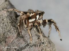 Habronattus clypeatus 90482155 by jcowles. Used under a CC BY 4.0 license.