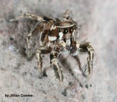 Habronattus clypeatus 90482167 by jcowles. Used under a CC BY 4.0 license.