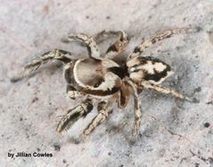 Habronattus clypeatus 90482187 by jcowles. Used under a CC BY 4.0 license.