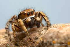 Habronattus cockerelli by Thomas Shahan 3. Used under a CC BY 2.0 license.