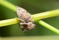 Adult female Habronattus coecatus dorsal by Salticidude. Used under a CC BY-SA 4.0 license.