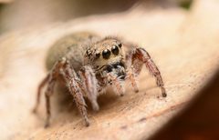 Adult female Habronattus coecatus face by Salticidude. Used under a CC BY-SA 4.0 license.