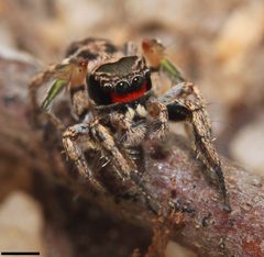 Habronattus coecatus 4692 by David Hill. Used under a CC BY 2.0 license.