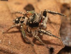 Habronattus coecatus 6668 by David Hill. Used under a CC BY 2.0 license.