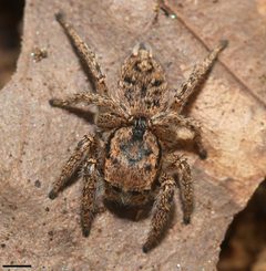 Habronattus coecatus 6671 by David Hill. Used under a CC BY 2.0 license.