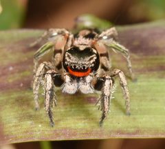 Habronattus coecatus 67443055 by skitterbug. Used under a CC BY 4.0 license.