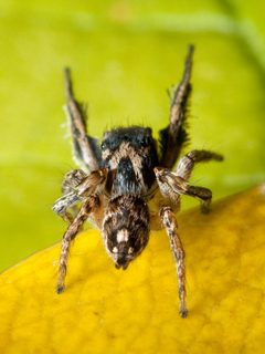 Habronattus coecatus Kaldari 03 by Ryan Kaldari. Used under a Public domain license.