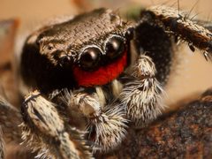 Kaldari Habronattus coecatus male 01 cropped by Kaldari_Habronattus_coecatus_male_01.jpg: Ryan Kaldari
derivative work: Ryan Kaldari (talk). Used under a CC0 license.