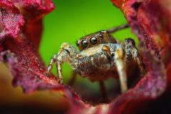 Adult Male Habronattus cognatus 2 by Thomas Shahan from USA. Used under a CC BY 2.0 license.