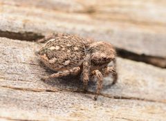 Adult female Habronattus cognatus dorsal by Salticidude. Used under a CC BY-SA 4.0 license.