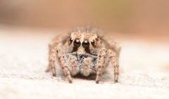 Adult female Habronattus cognatus face by Salticidude. Used under a CC BY-SA 4.0 license.