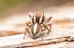 Adult male Habronattus cognatus dorsal by Salticidude. Used under a CC BY-SA 4.0 license.