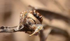 Adult male Habronattus cognatus legs by Salticidude. Used under a CC BY-SA 4.0 license.