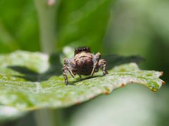 Habronattus cognatus 20563205 by Shahan Derkarabetian. Used under a CC BY-SA 4.0 license.