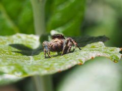 Habronattus cognatus 20563215 by Shahan Derkarabetian. Used under a CC BY-SA 4.0 license.