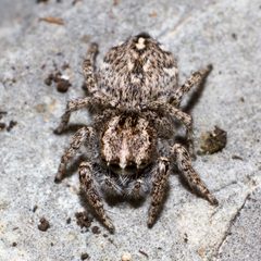 Habronattus cognatus 65576023 by Fyn Kynd. Used under a CC BY-SA 4.0 license.