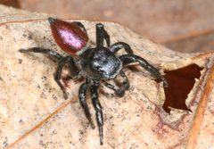 Habronattus decorus 15824377 by Judy Gallagher. Used under a CC BY 4.0 license.