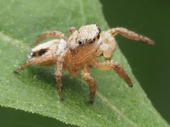 Immature male Habronattus decorus 222082361 by Zygy. Used under a CC0 license.