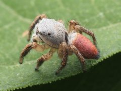 Male Habronattus decorus 228949429 by Zygy. Used under a CC0 license.