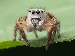 Male Habronattus decorus 230809613 by Zygy. Used under a CC0 license.