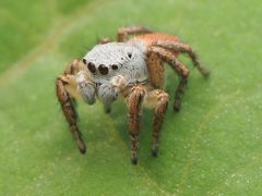 Male Habronattus decorus 230809663 by Zygy. Used under a CC0 license.