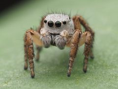 Male Habronattus decorus 230809730 by Zygy. Used under a CC0 license.