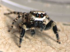Salt0113 Habronattus dorotheae male by Wayne Maddison. Used under a CC BY 3.0 license.