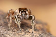 Kaldari Habronattus dossenus male 01 by Kaldari. Used under a CC0 license.