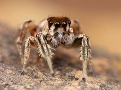 Kaldari Habronattus dossenus male 01 cropped by Kaldari. Used under a CC0 license.