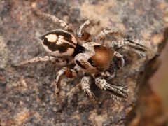 Kaldari Habronattus dossenus male 02 by Kaldari. Used under a CC0 license.