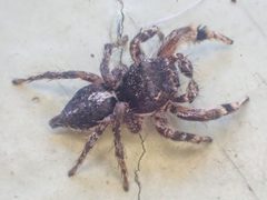 Habronattus elegans by Chloe and Trevor Van Loon. Used under a CC BY 4.0 license.