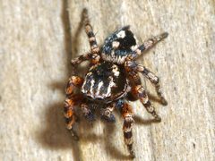 Habronattus fallax by Michelle. Used under a CC BY 4.0 license.
