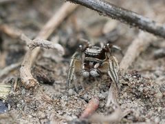 Habronattus festus 129128841 by Tobi (he/him). Used under a CC BY 4.0 license.