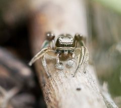 Habronattus festus 129128879 by Tobi (he/him). Used under a CC BY 4.0 license.