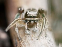 Habronattus festus 129128879 cropped by Tobi (he/him). Used under a CC BY 4.0 license.