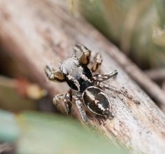 Habronattus festus 129129027 by Tobi (he/him). Used under a CC BY 4.0 license.