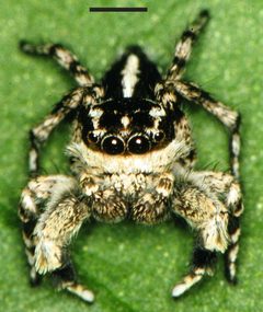 Edwards Habronattus georgiensis 01 by Photographed by G. B. Edwards. Used under a CC BY 3.0 license.