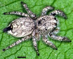 Edwards Habronattus georgiensis 02 by Photographed by G. B. Edwards. Used under a CC BY 3.0 license.