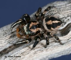 Habronattus hallani 90487231 by jcowles. Used under a CC BY 4.0 license.