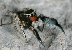 Habronattus hirsutus 90524476 by jcowles. Used under a CC BY 4.0 license.